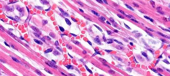 Vasopressin Online | Shaanxi BLOOM Tech Co., Ltd Vasopressin Online | Shaanxi BLOOM Tech Co., Ltd